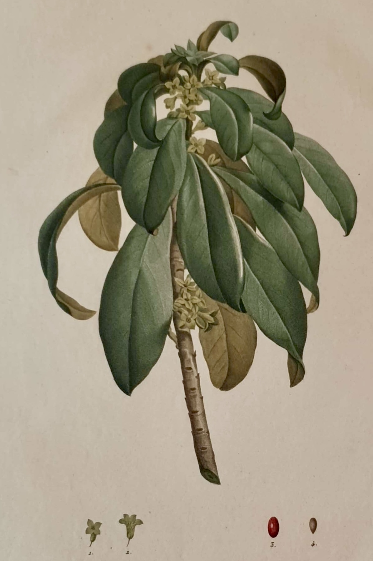 REDOUTE Pierre Joseph