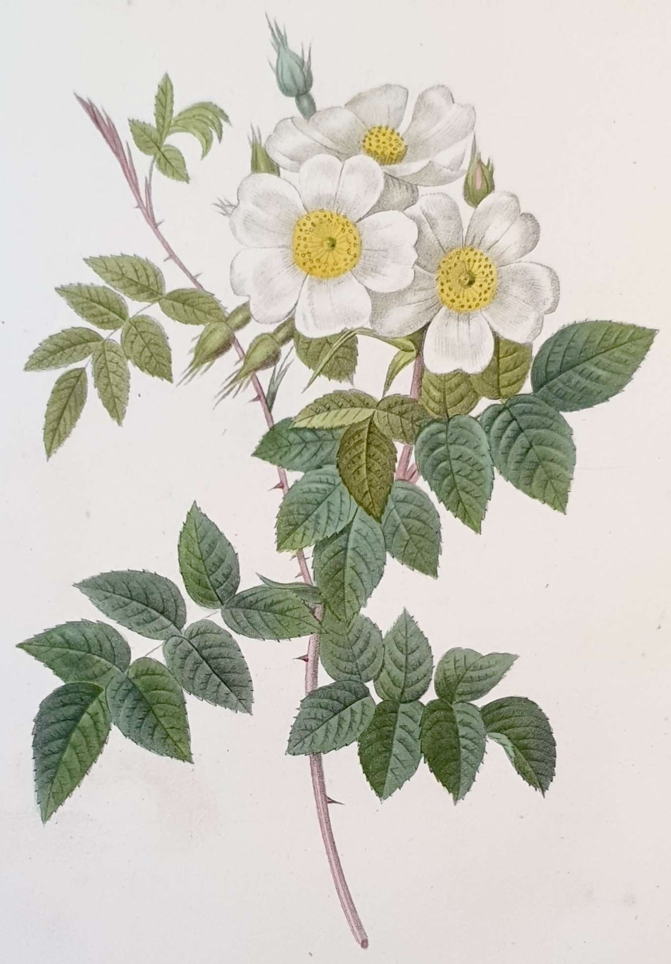 REDOUTE Pierre Joseph