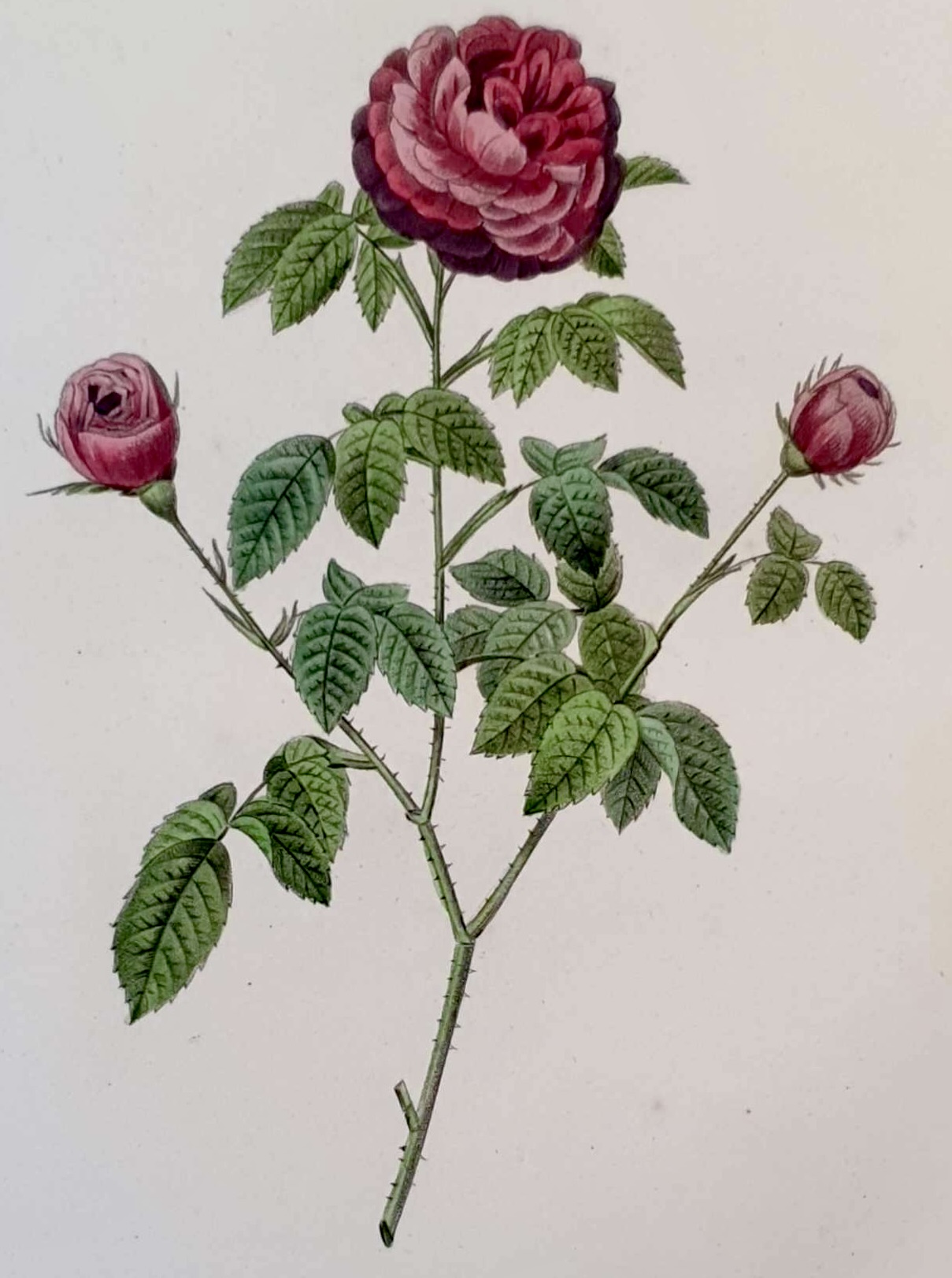 REDOUTE Pierre Joseph