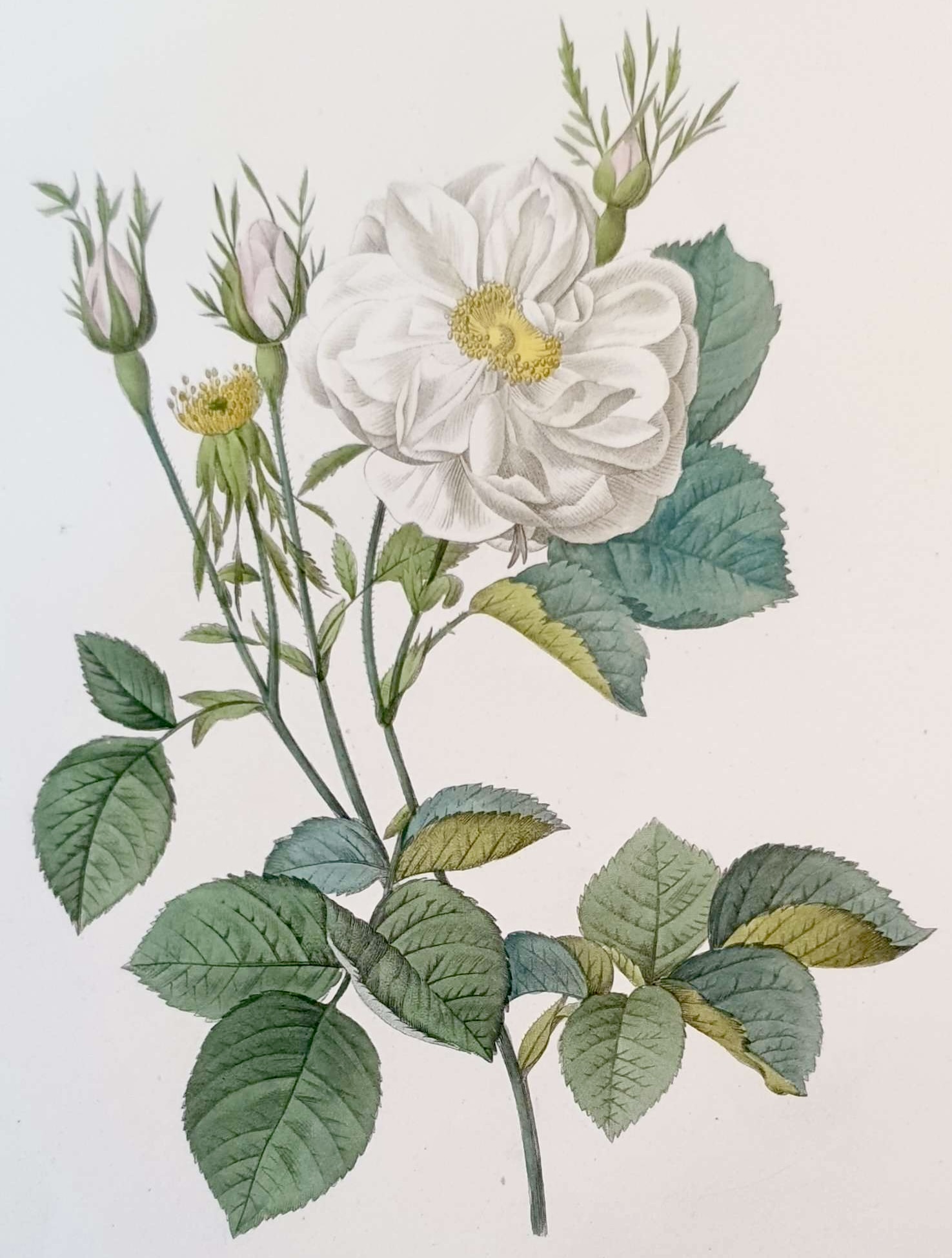 REDOUTE Pierre Joseph