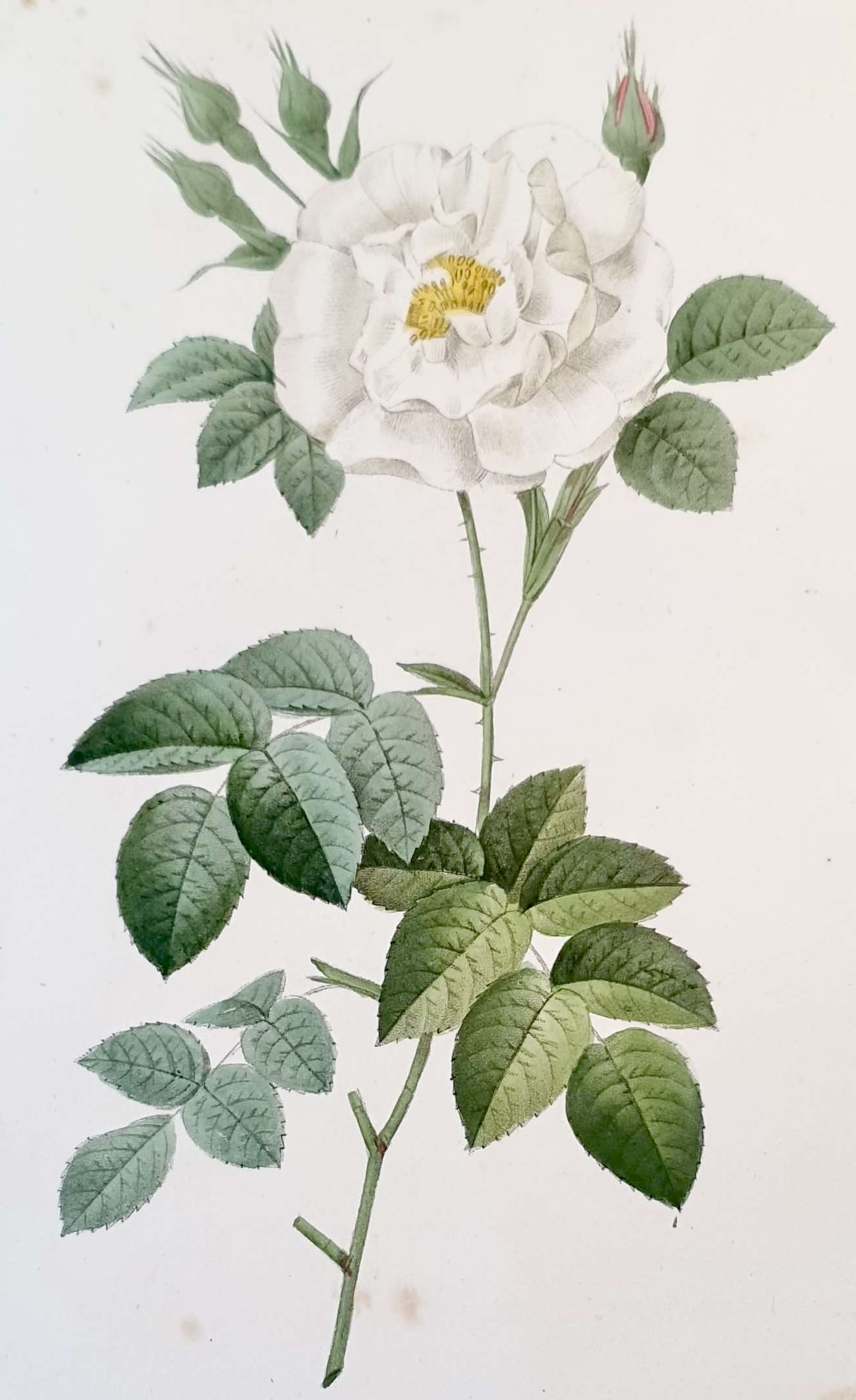 REDOUTE Pierre Joseph