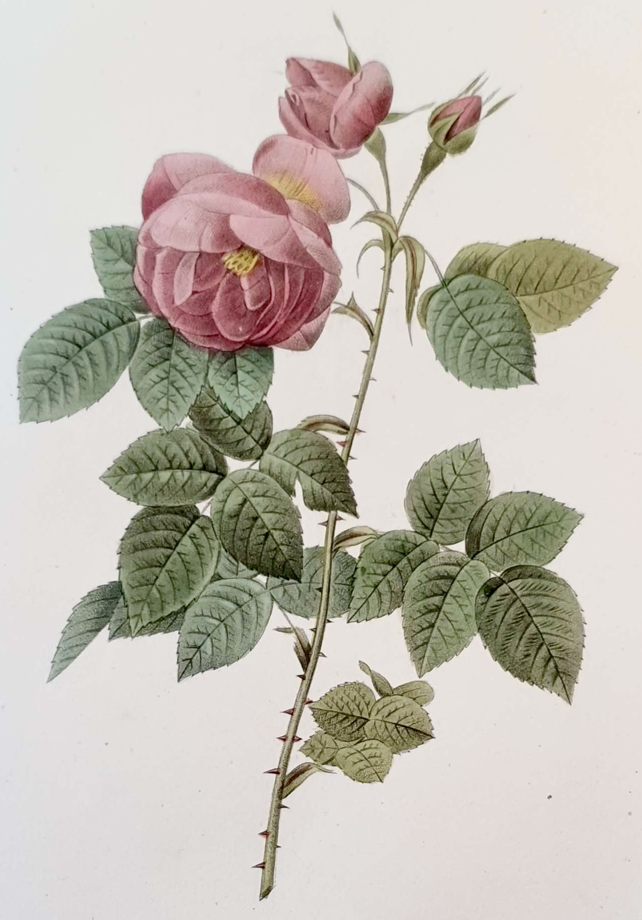 REDOUTE Pierre Joseph