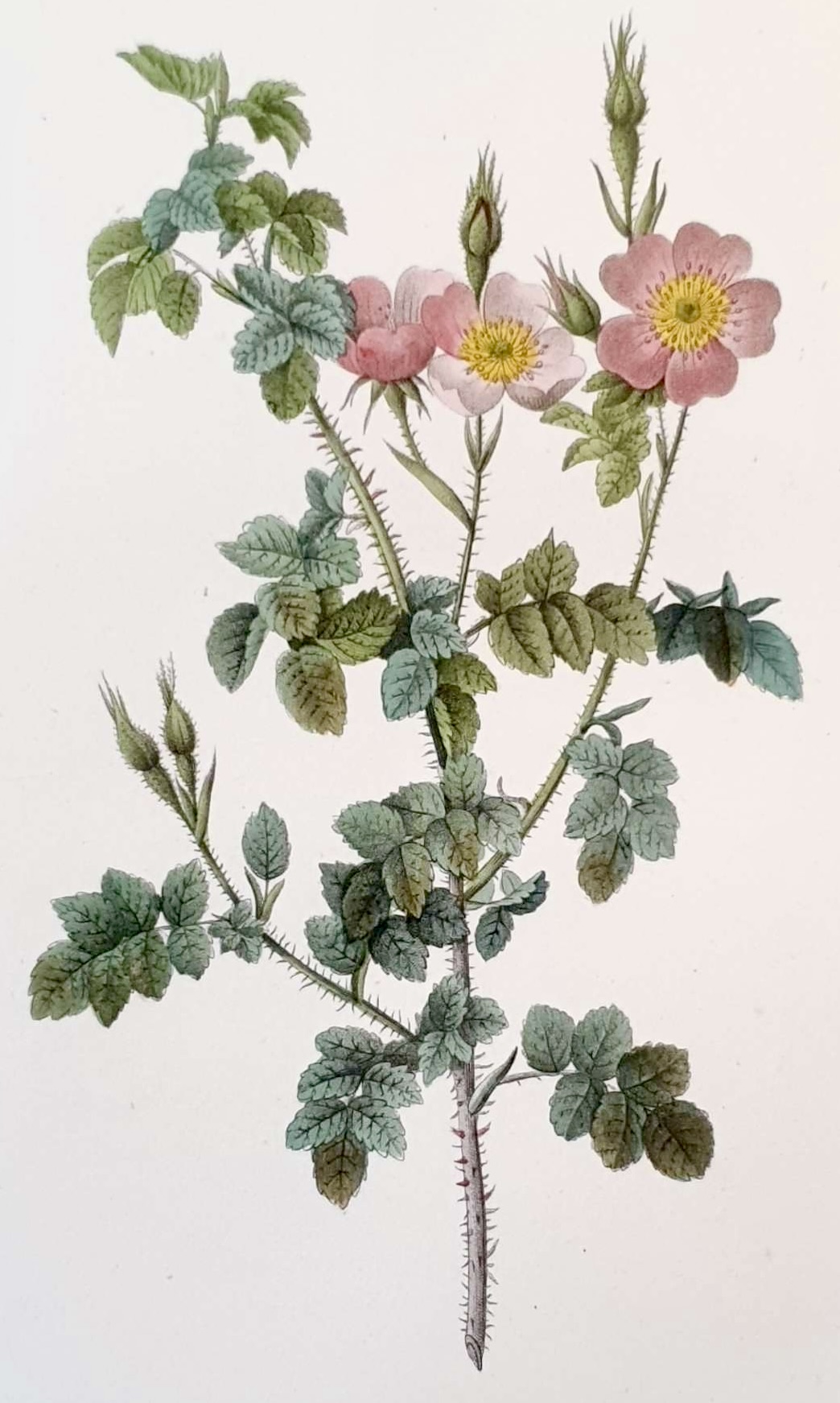 REDOUTE Pierre Joseph