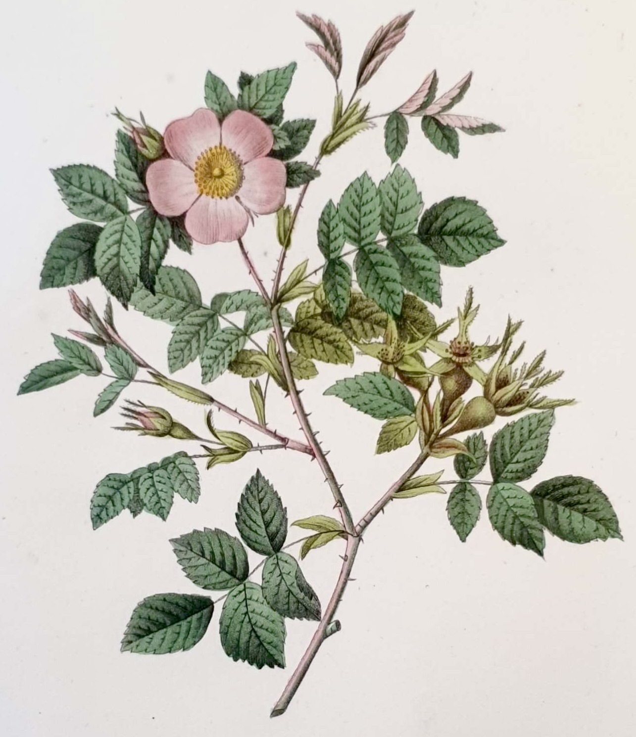 REDOUTE Pierre Joseph