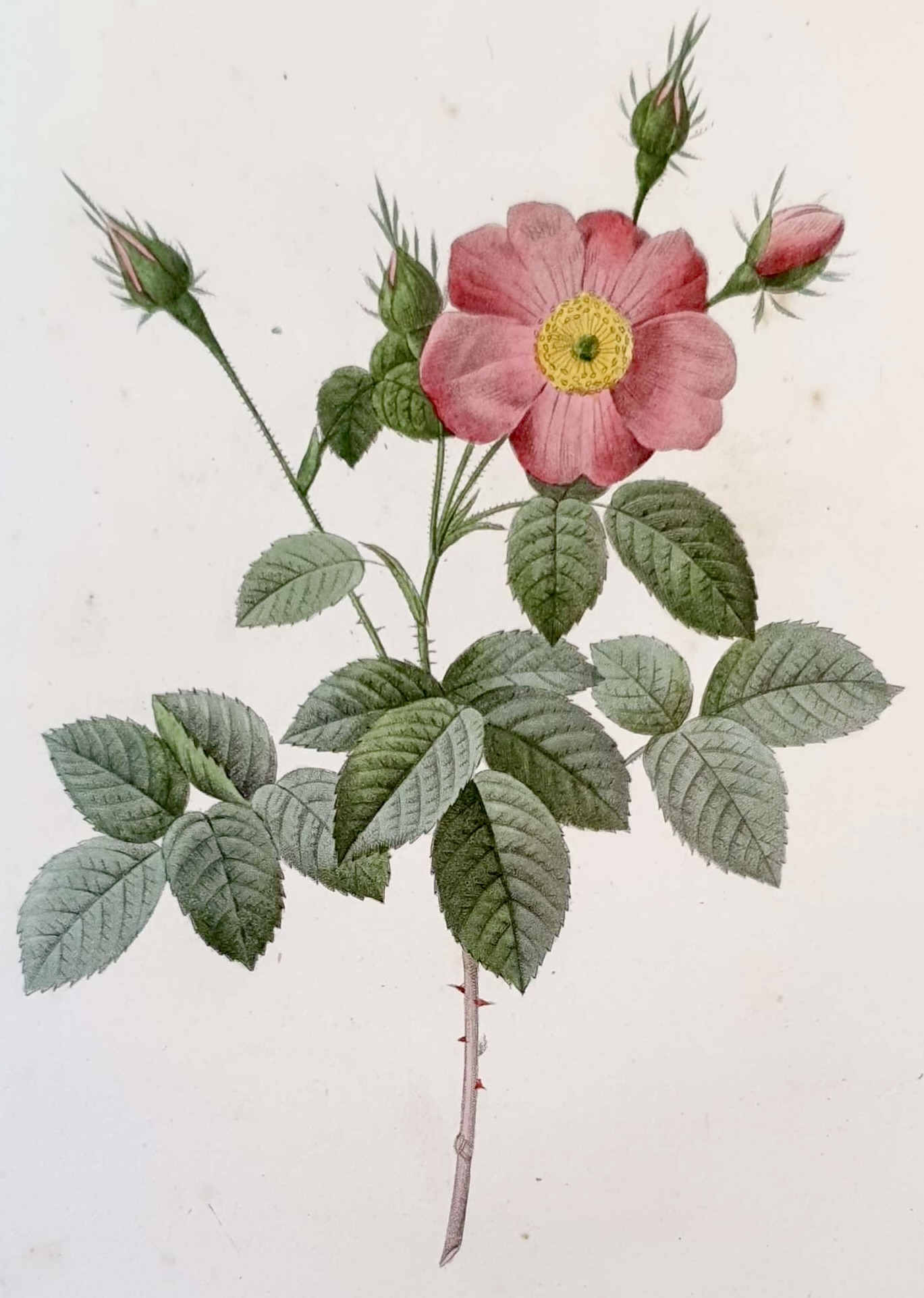 REDOUTE Pierre Joseph