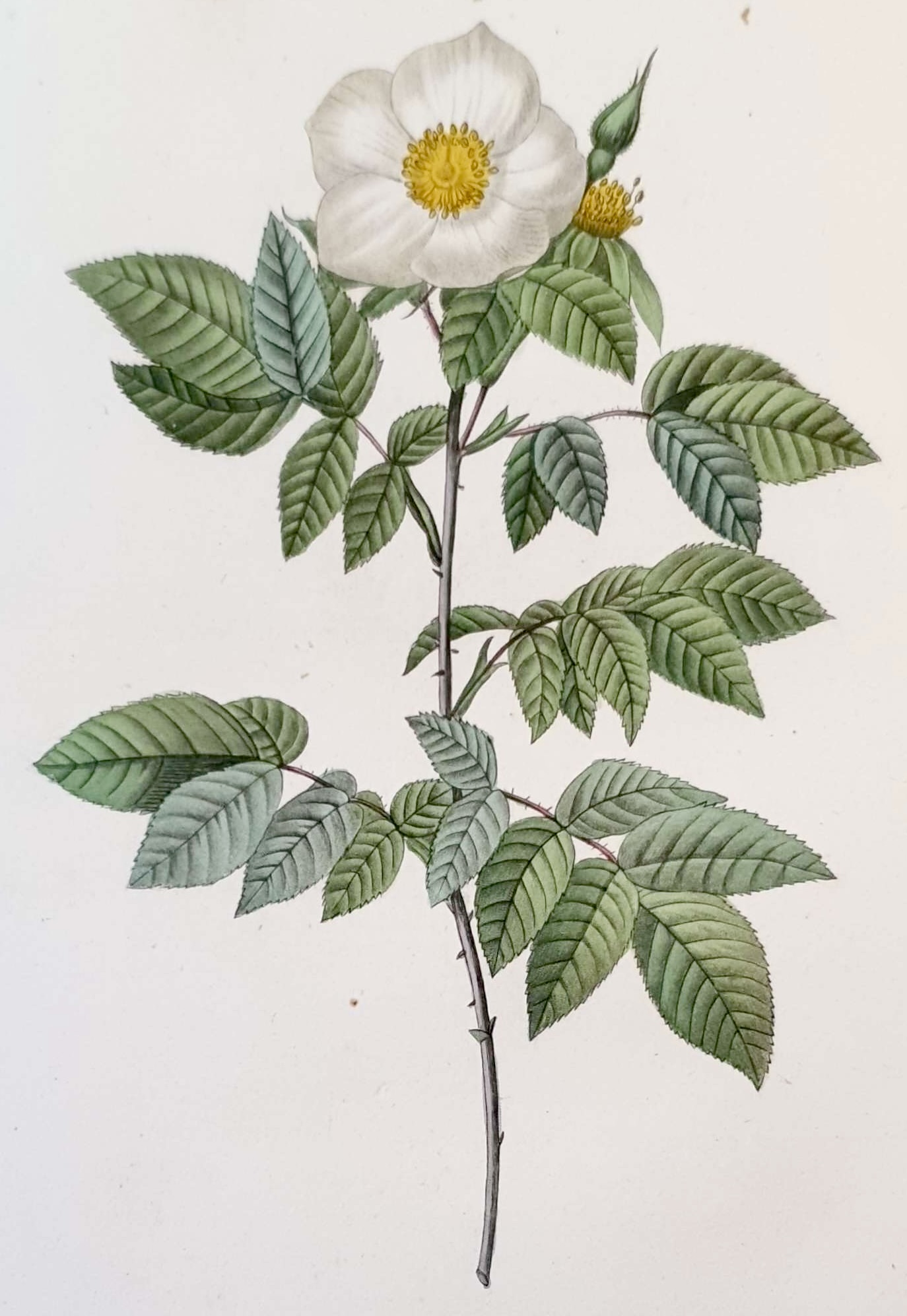 REDOUTE Pierre Joseph