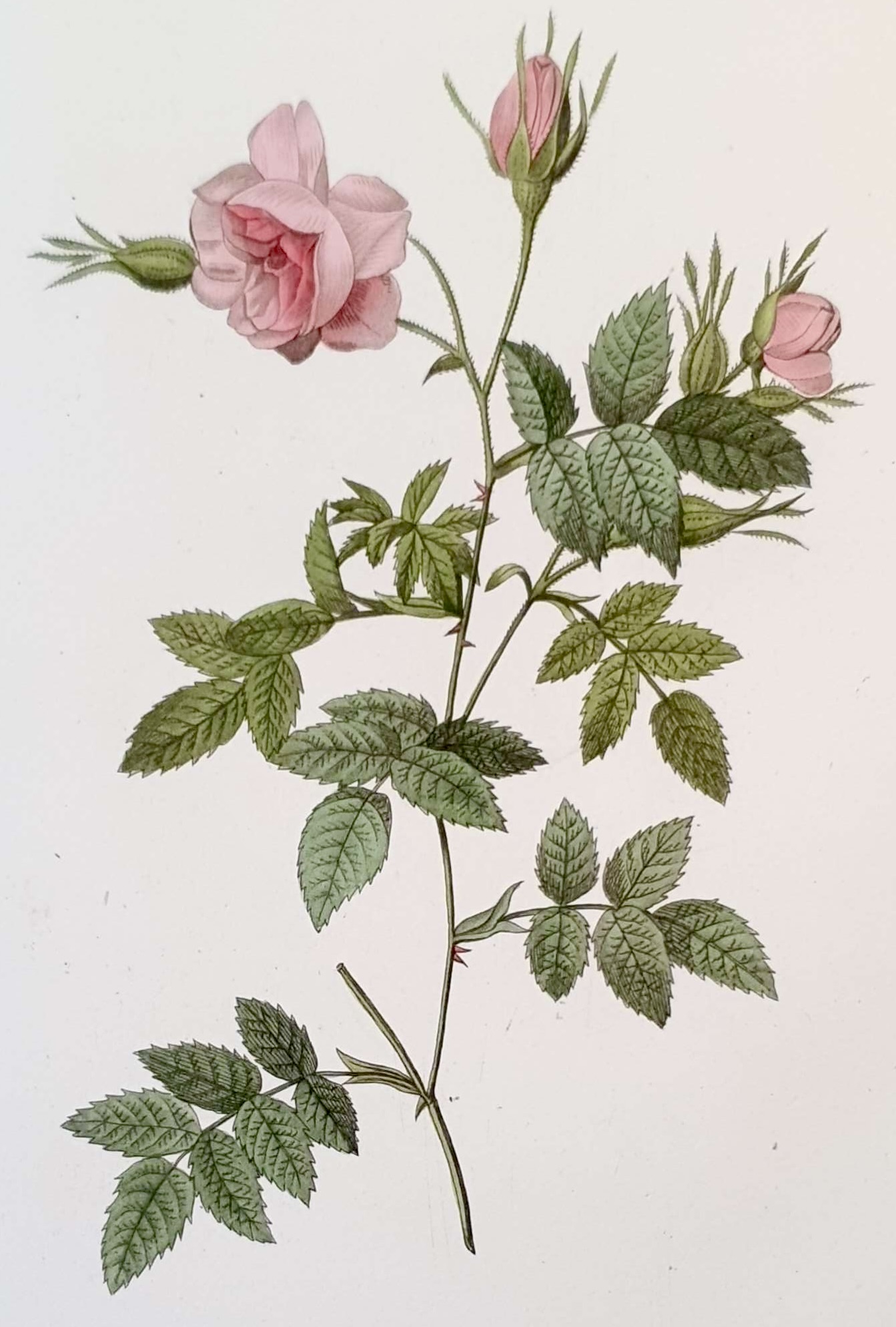 REDOUTE Pierre Joseph