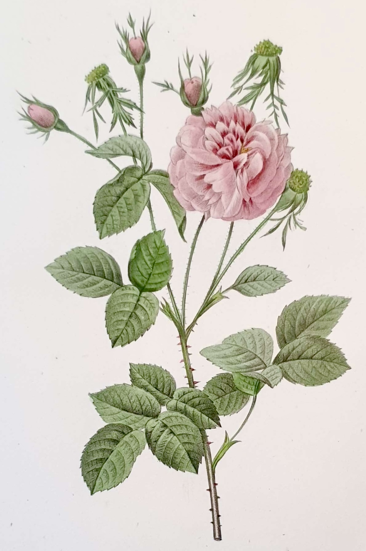 REDOUTE Pierre Joseph