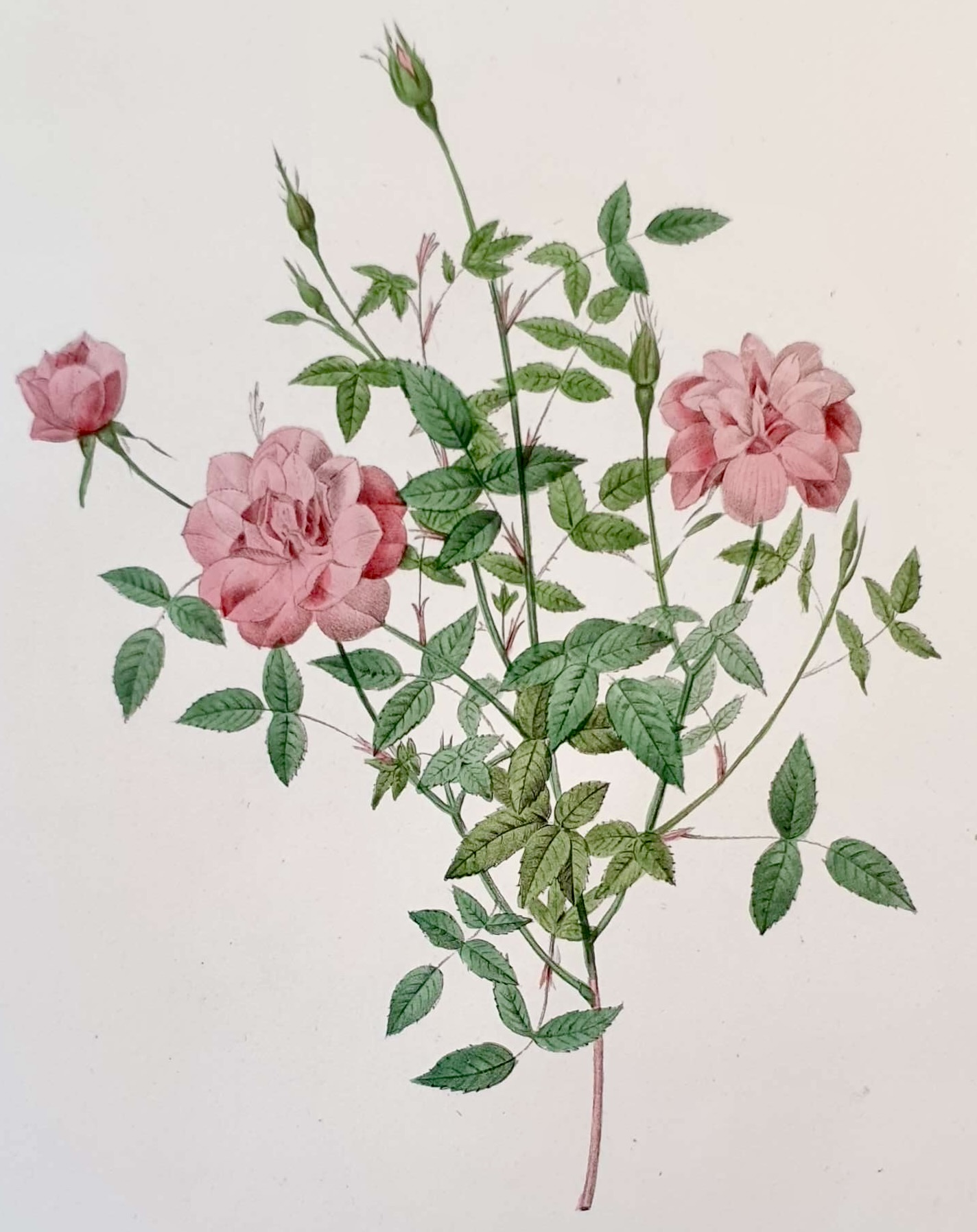 REDOUTE Pierre Joseph