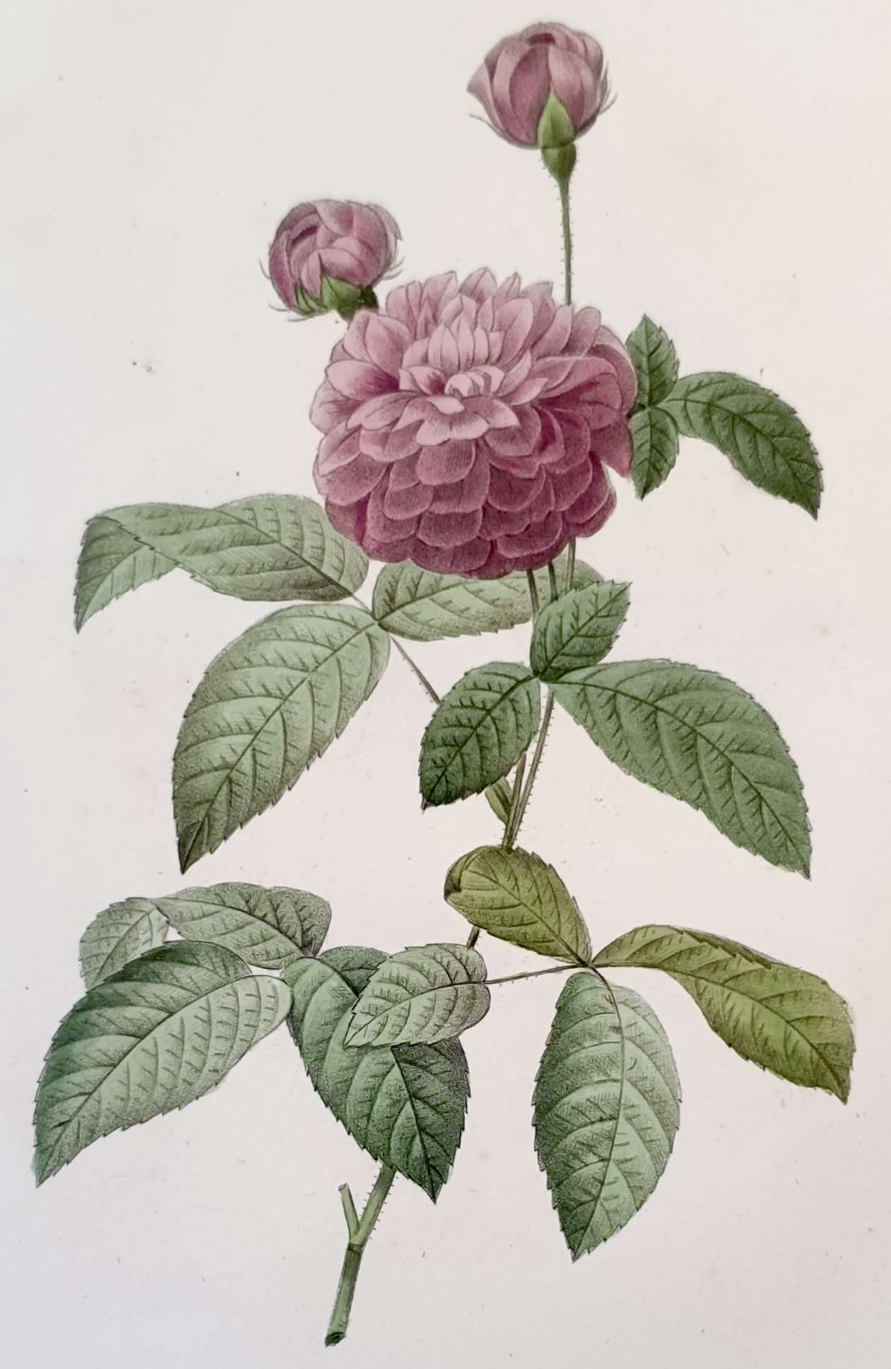 REDOUTE Pierre Joseph