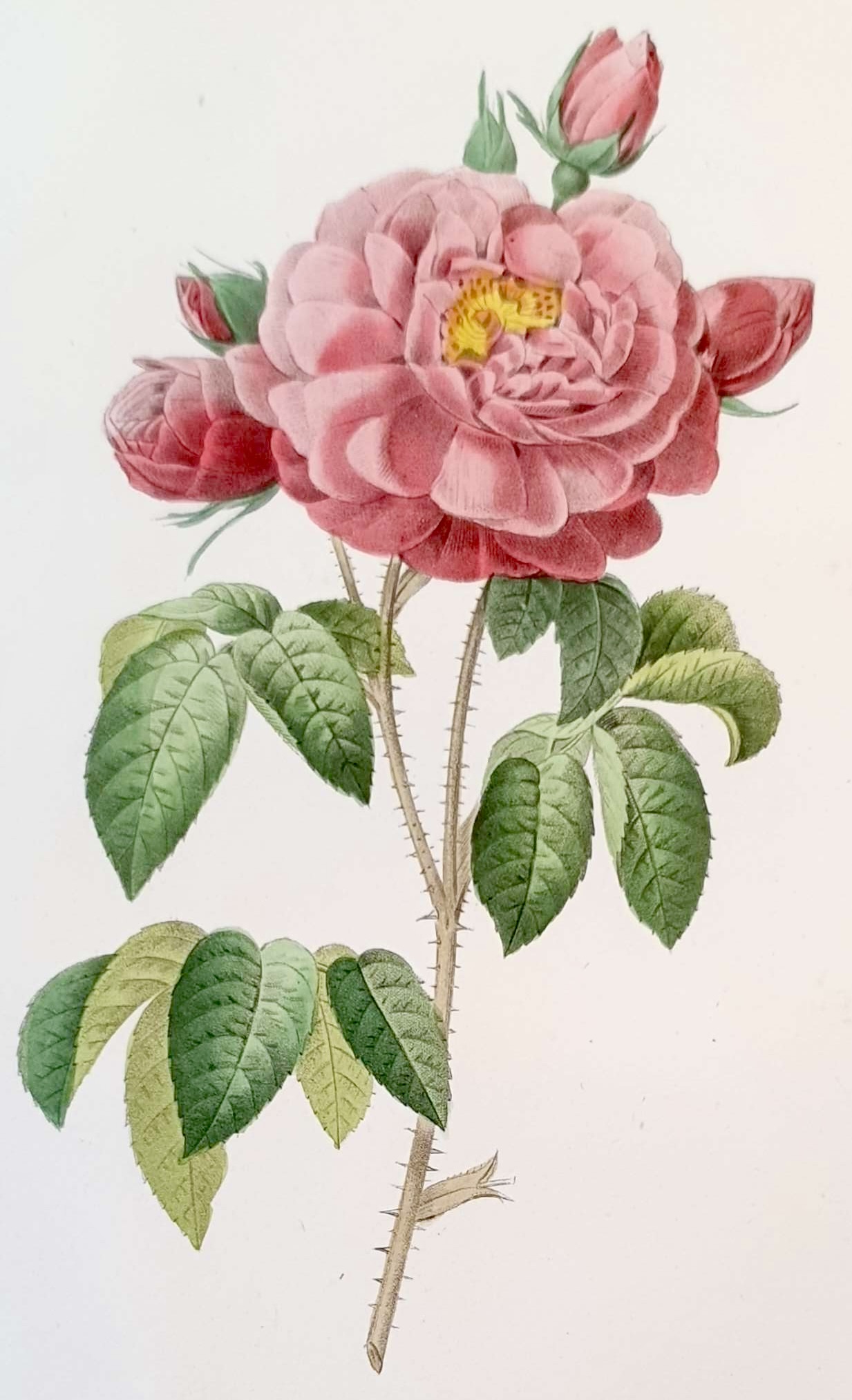 REDOUTE Pierre Joseph