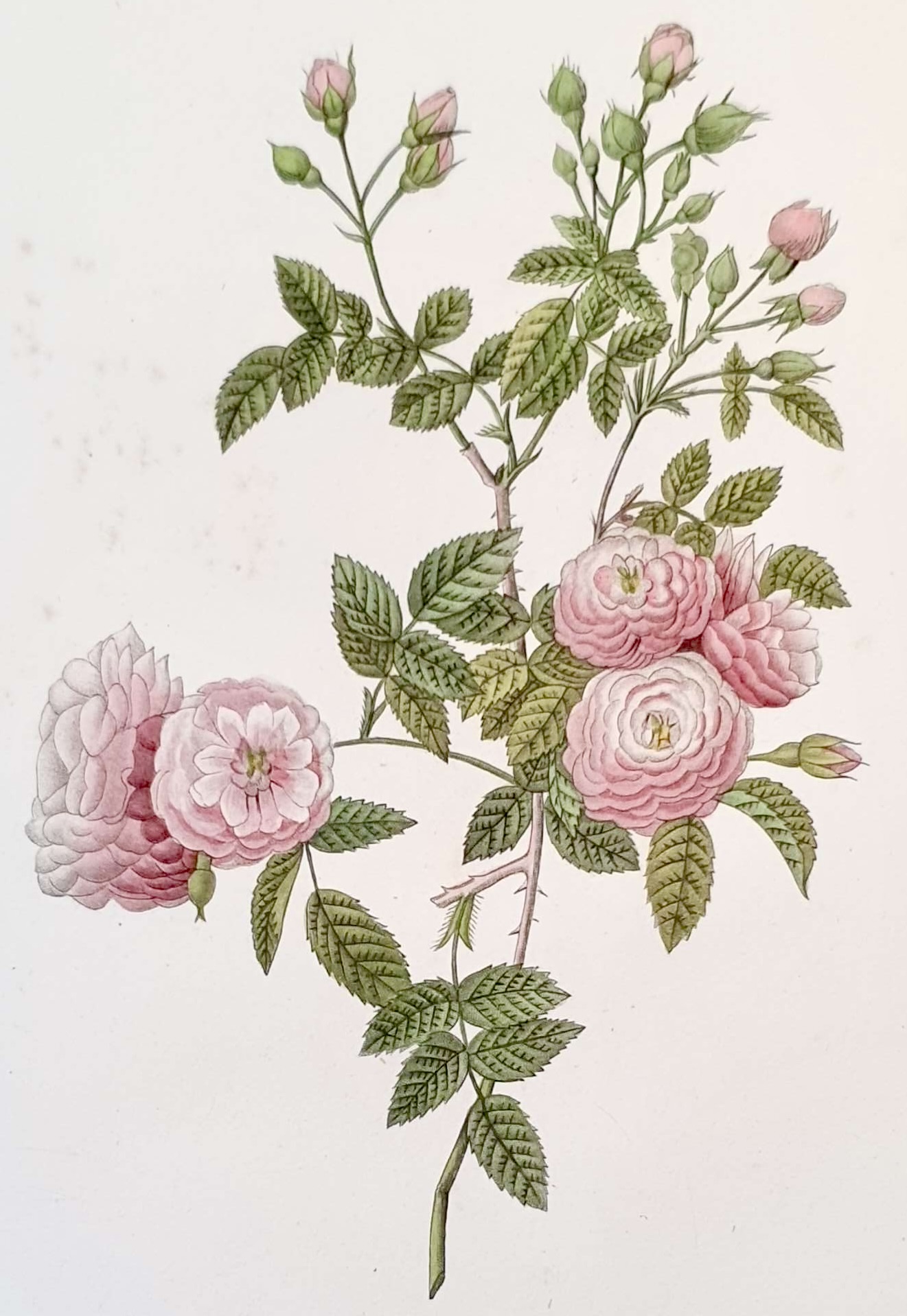 REDOUTE Pierre Joseph