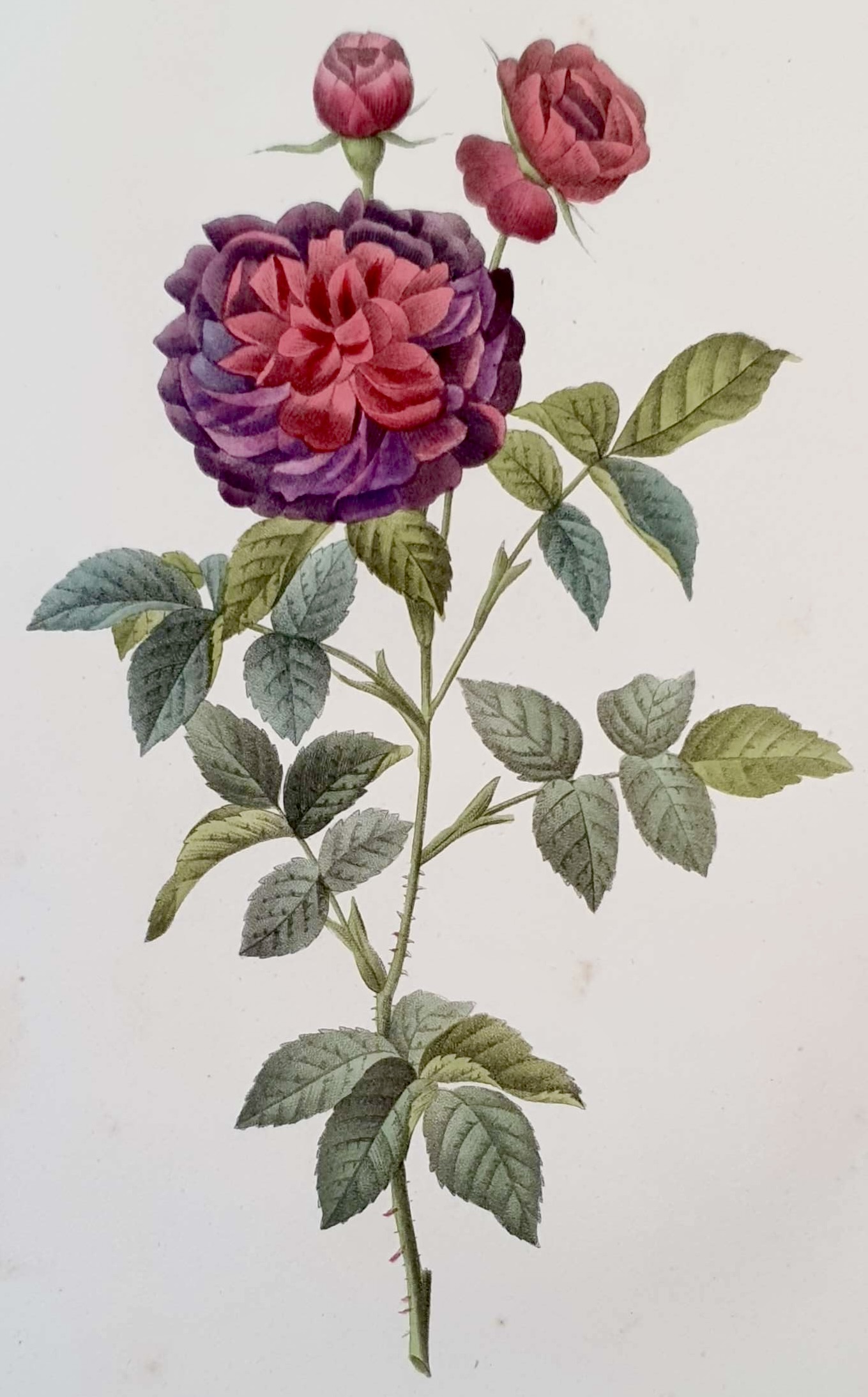 REDOUTE Pierre Joseph