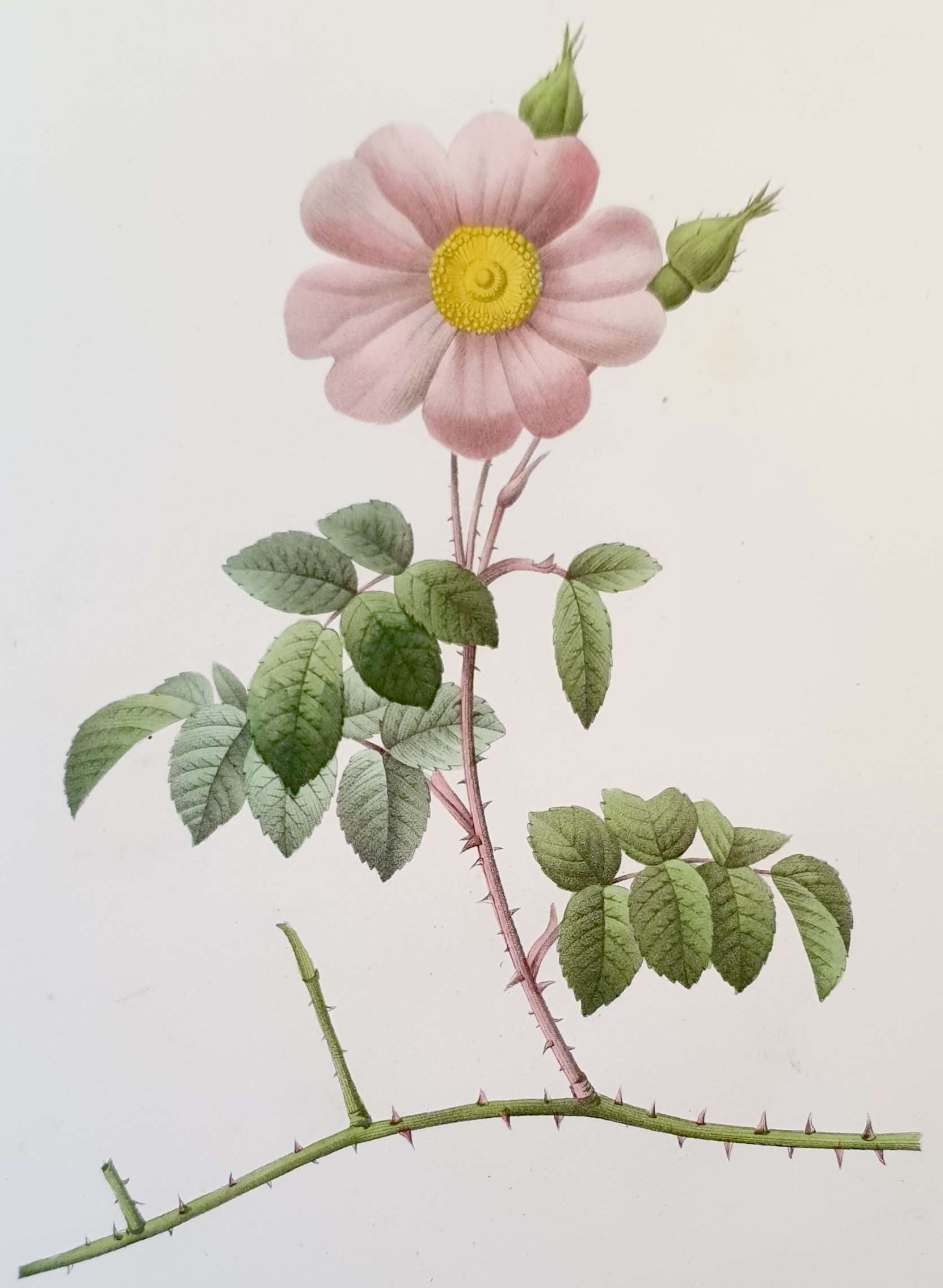 REDOUTE Pierre Joseph