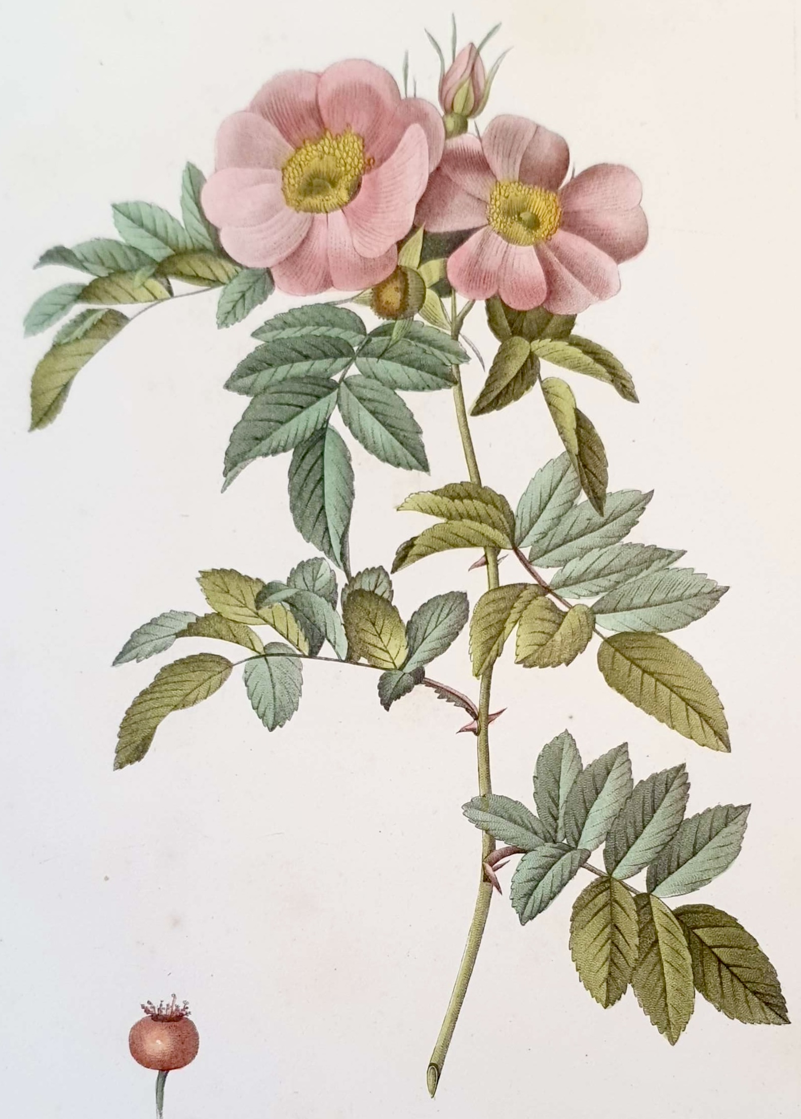 REDOUTE Pierre Joseph