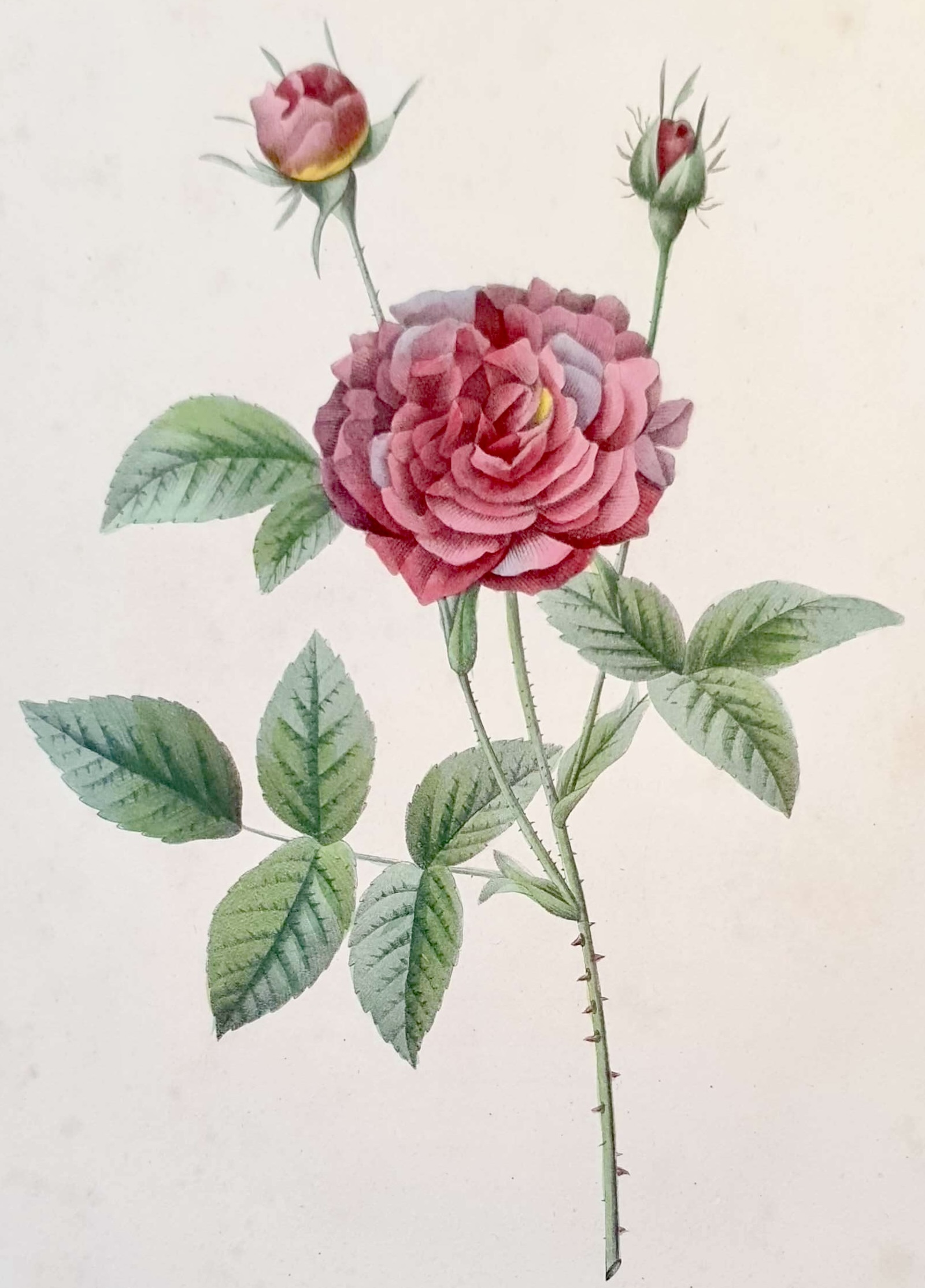 REDOUTE Pierre Joseph