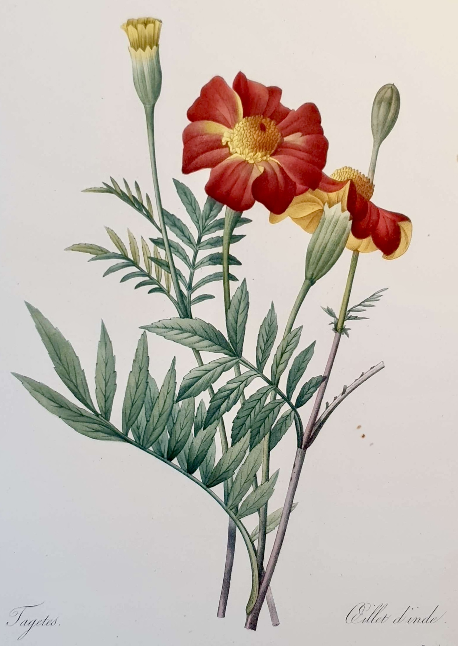 REDOUTE Pierre Joseph