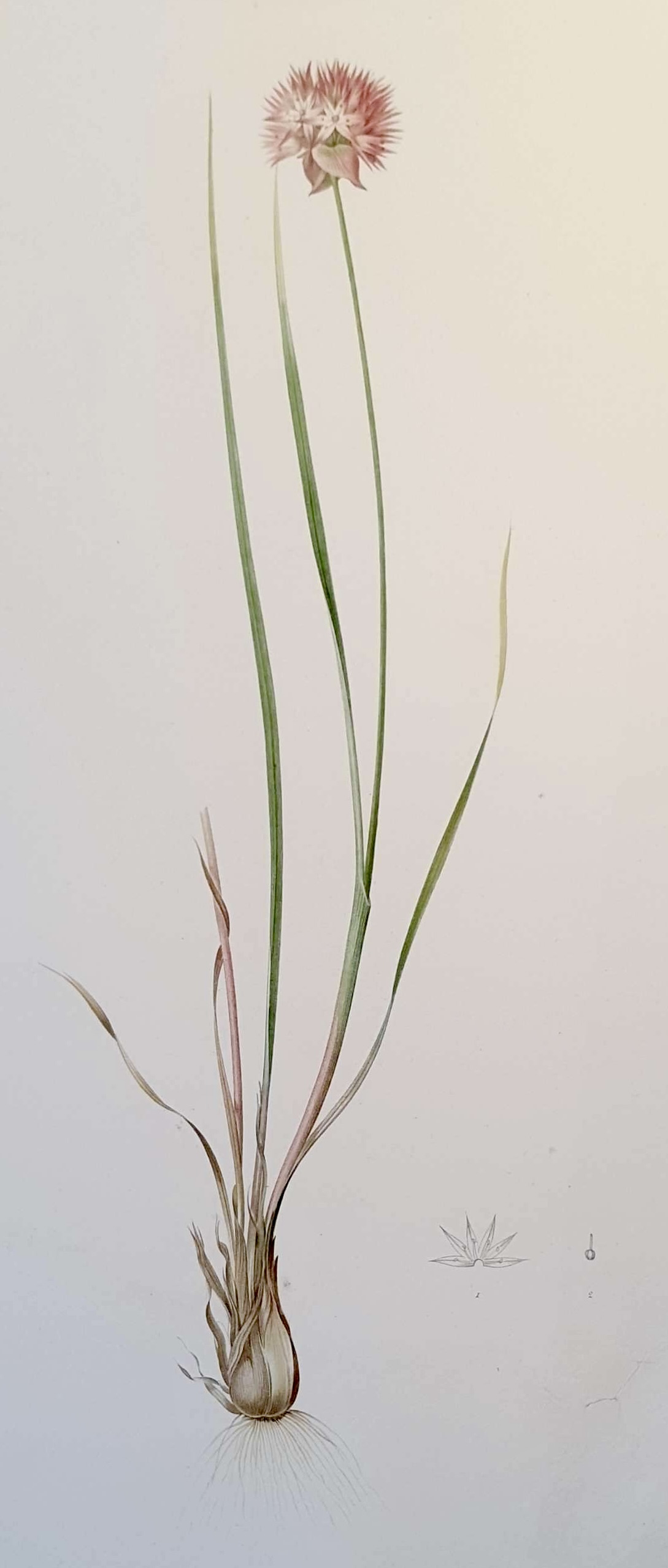 REDOUTE Pierre Joseph