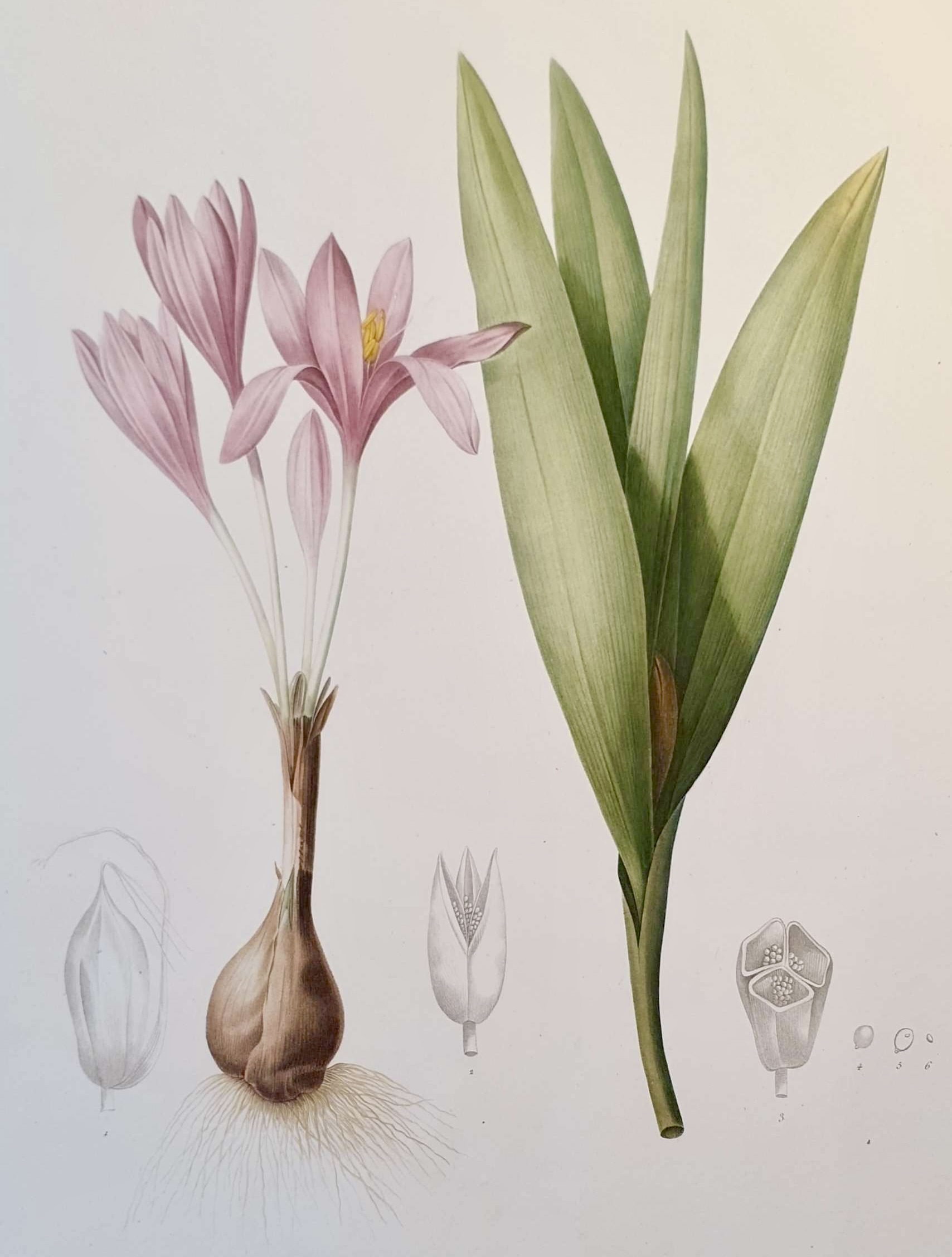 REDOUTE Pierre Joseph