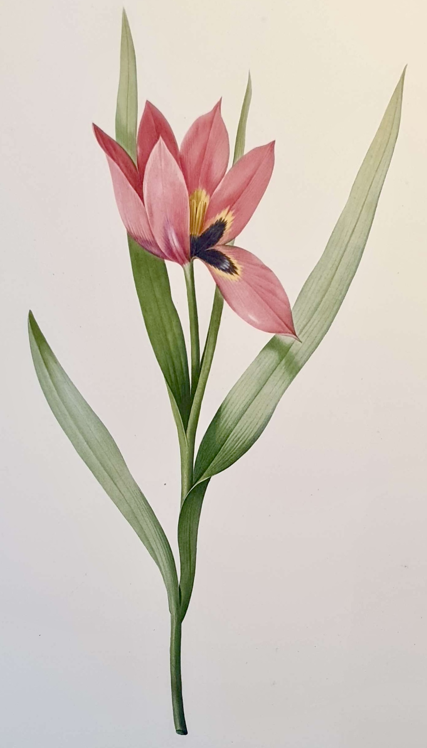 REDOUTE Pierre Joseph