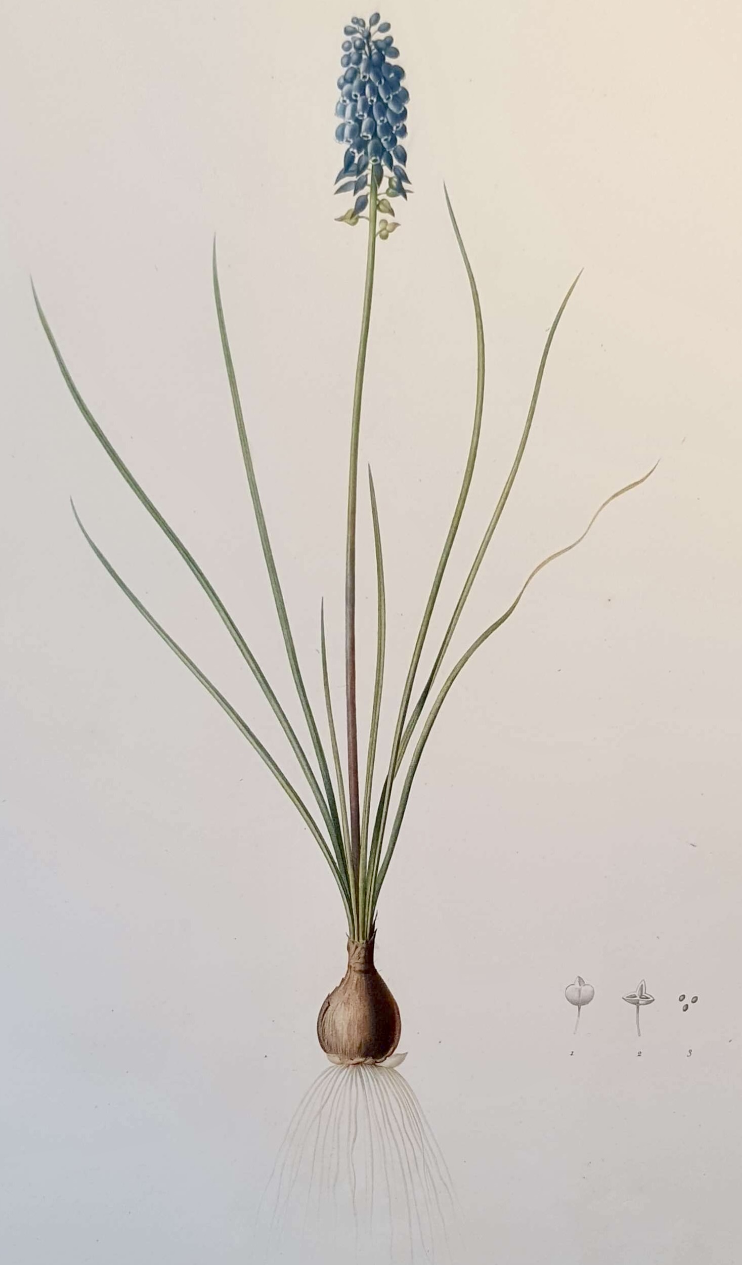 REDOUTE Pierre Joseph