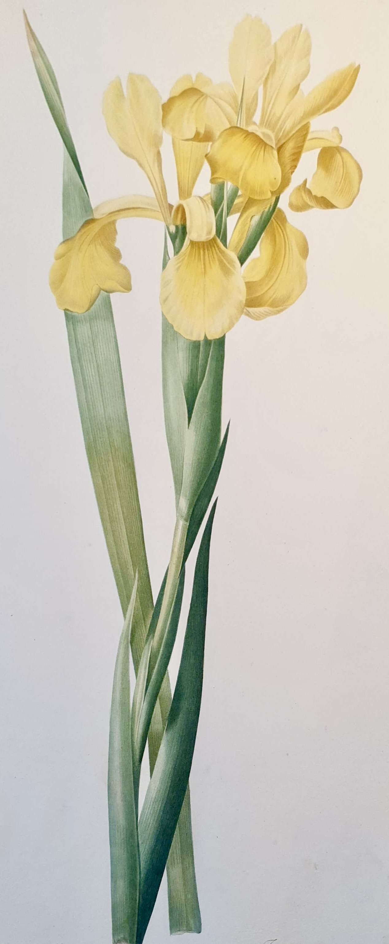 REDOUTE Pierre Joseph