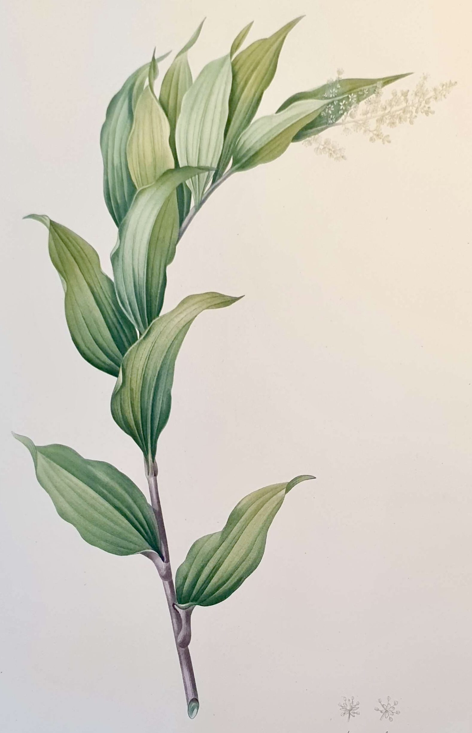 REDOUTE Pierre Joseph