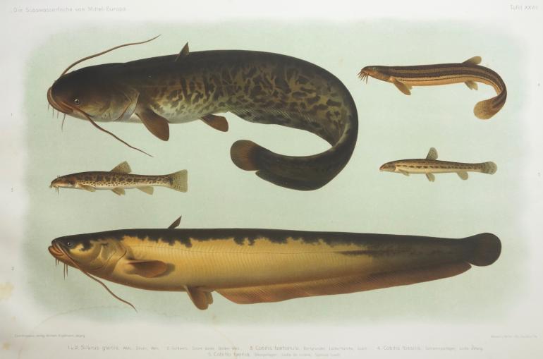 ENGELMANN Theodor Wilhem