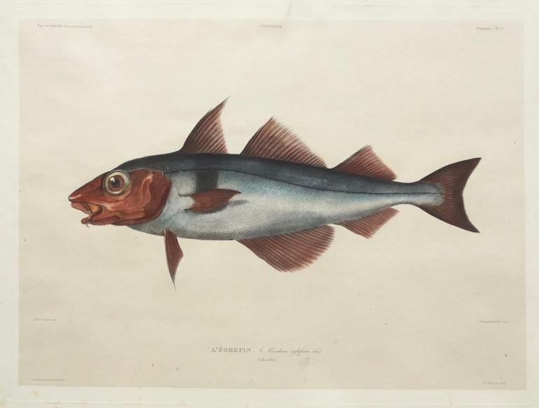 DEQUEVAUVILLER François