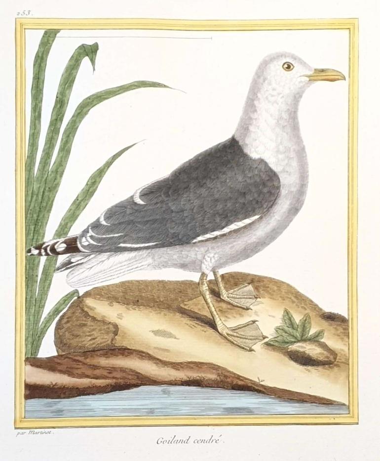 MARTINET, Fran�ois Nicolas