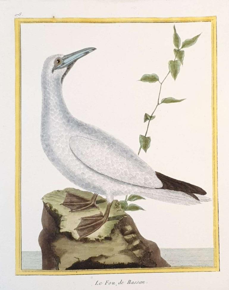 MARTINET, Fran�ois Nicolas