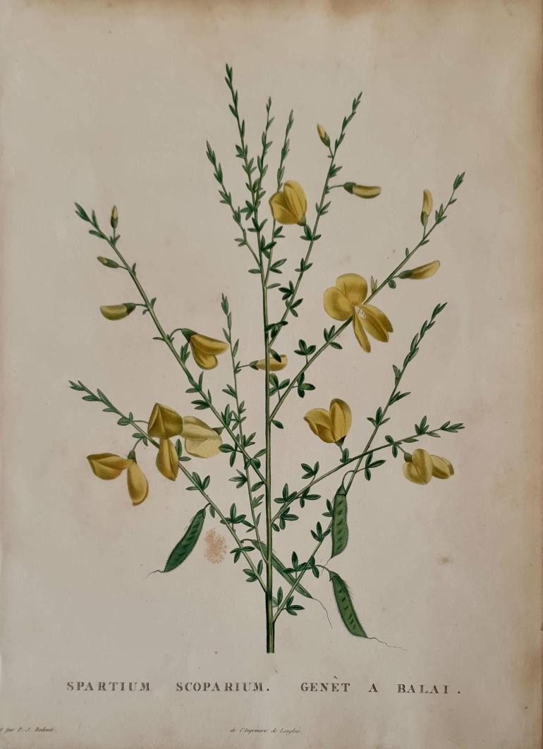 REDOUTE Pierre Joseph