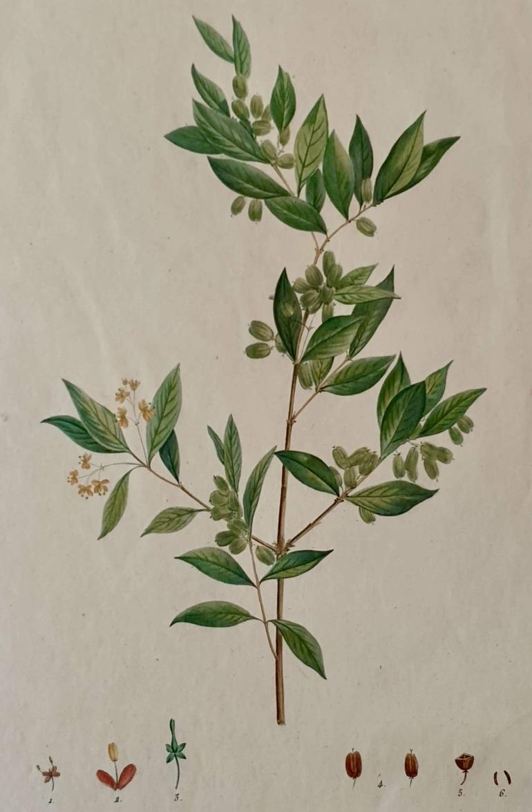 REDOUTE Pierre Joseph