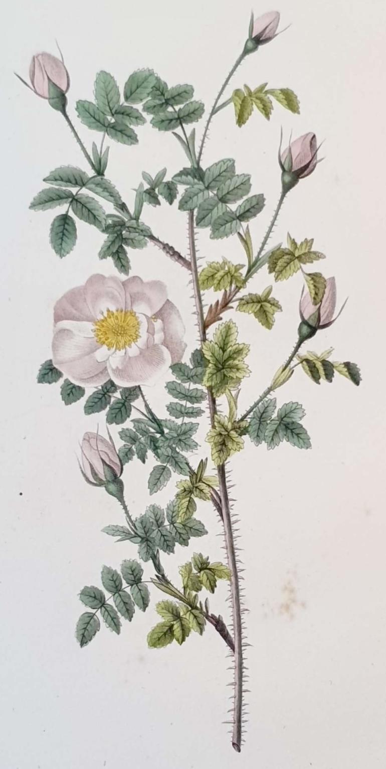 REDOUTE Pierre Joseph