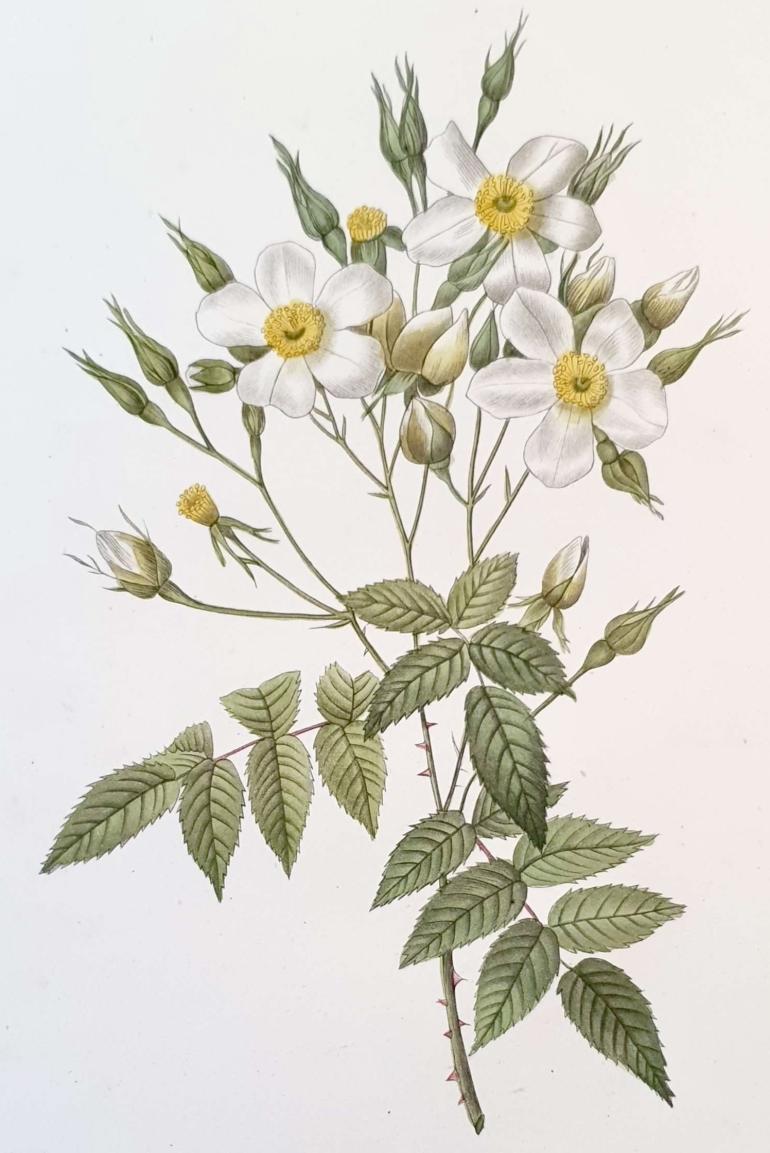 REDOUTE Pierre Joseph