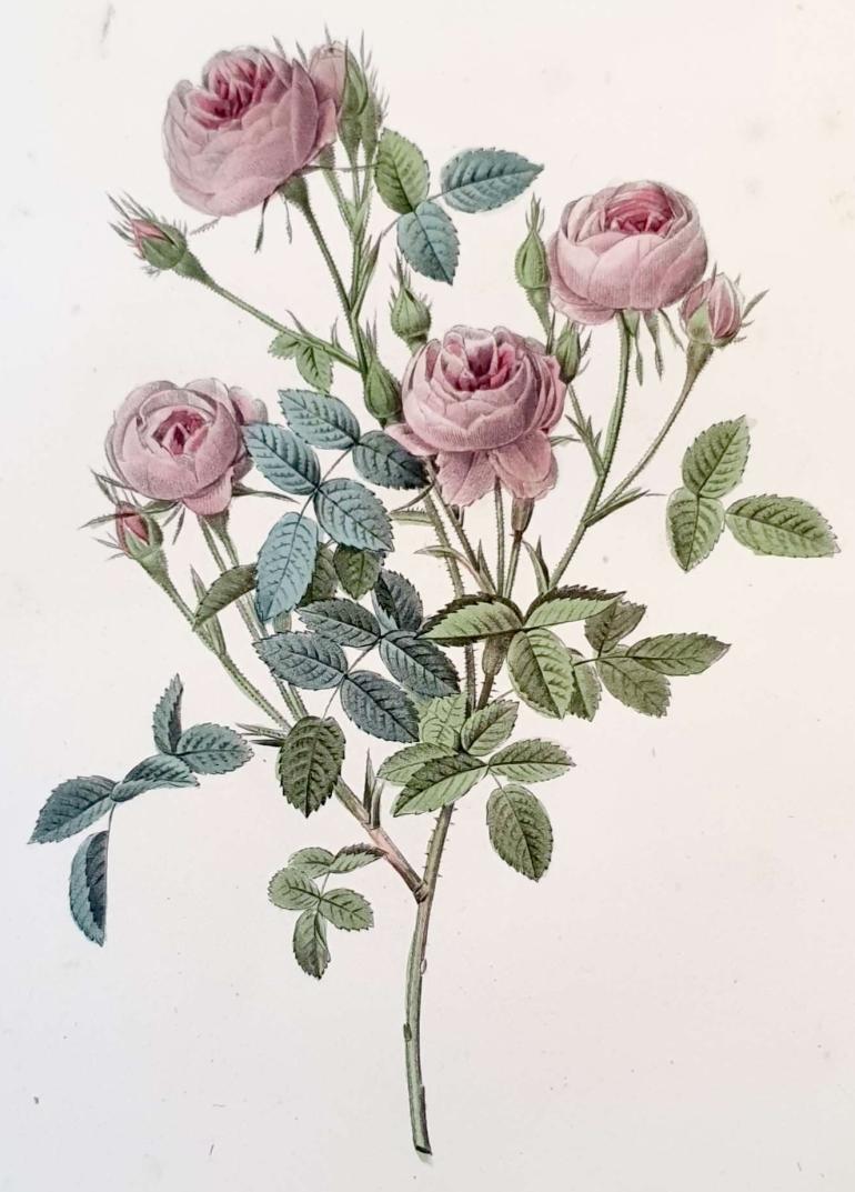 REDOUTE Pierre Joseph