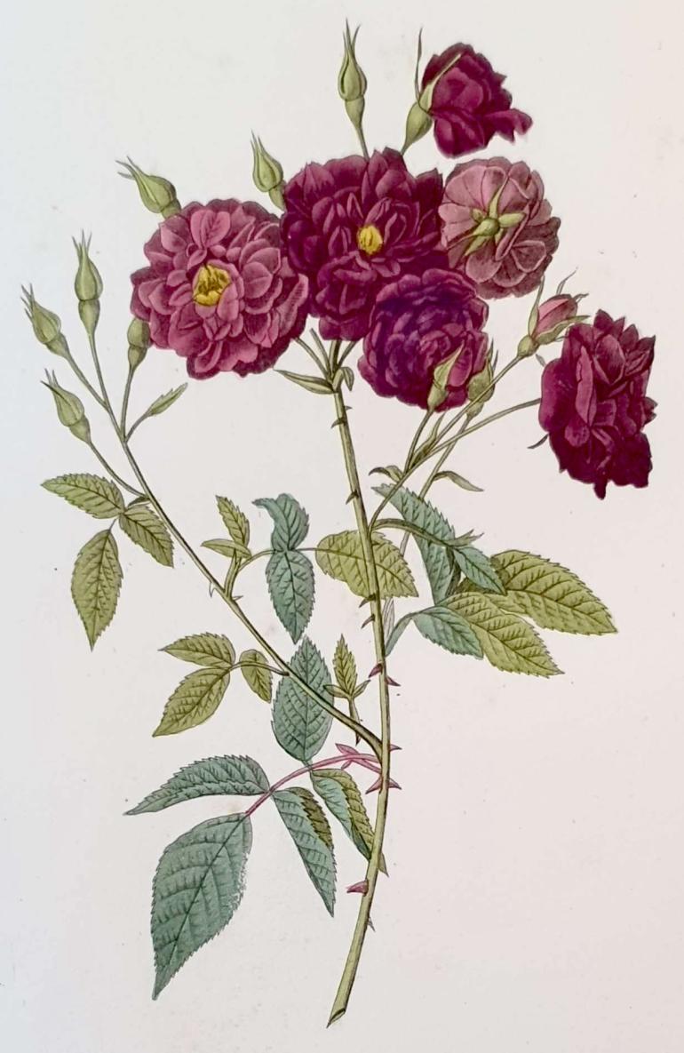 REDOUTE Pierre Joseph