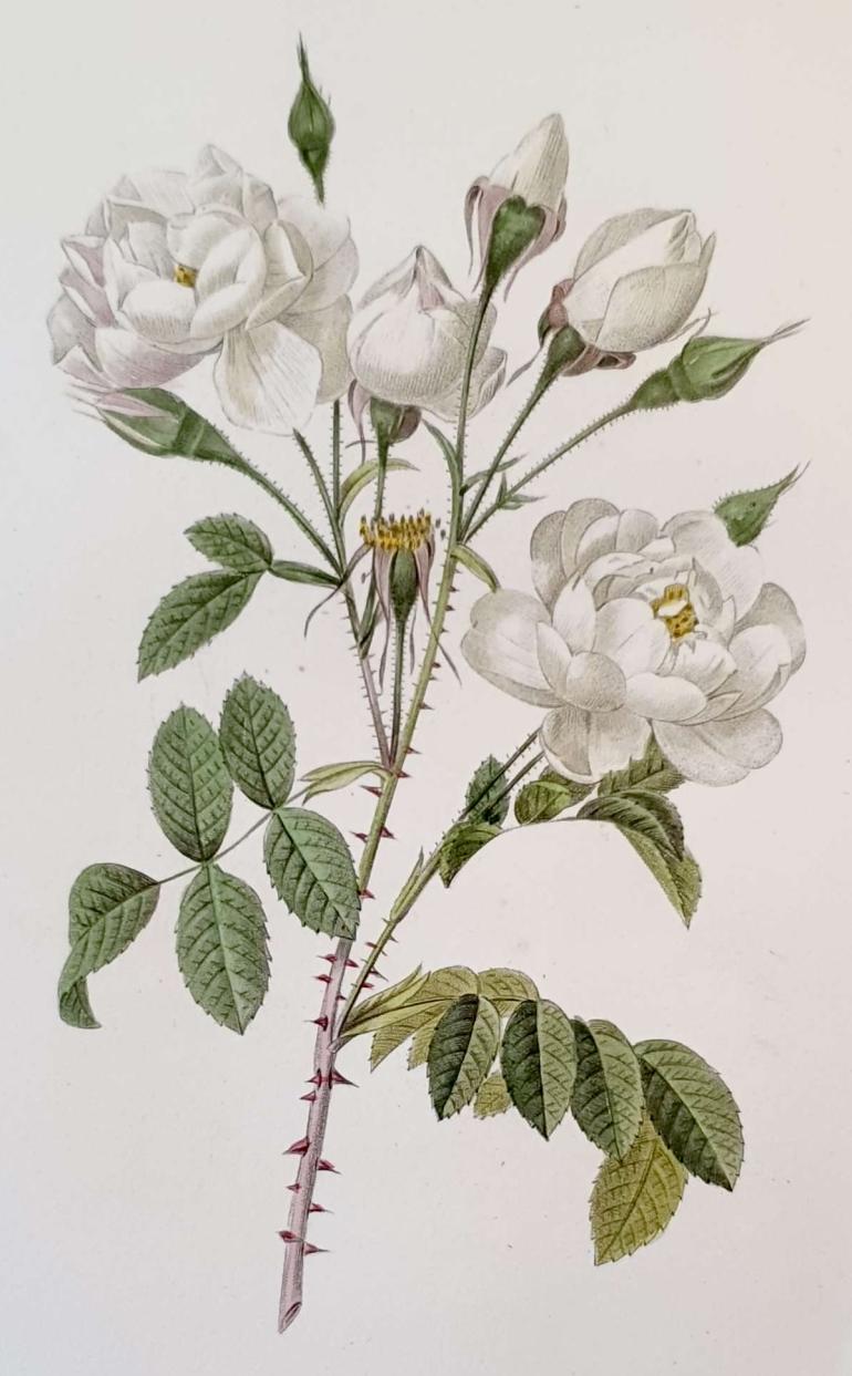 REDOUTE Pierre Joseph