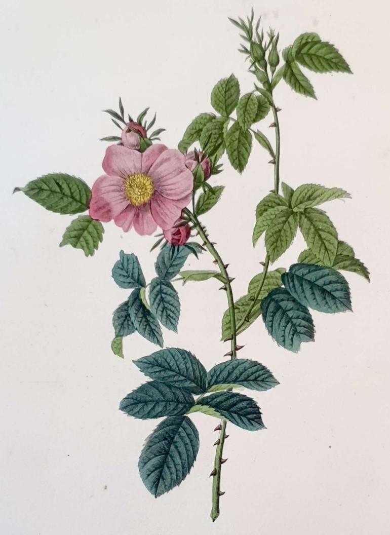 REDOUTE Pierre Joseph