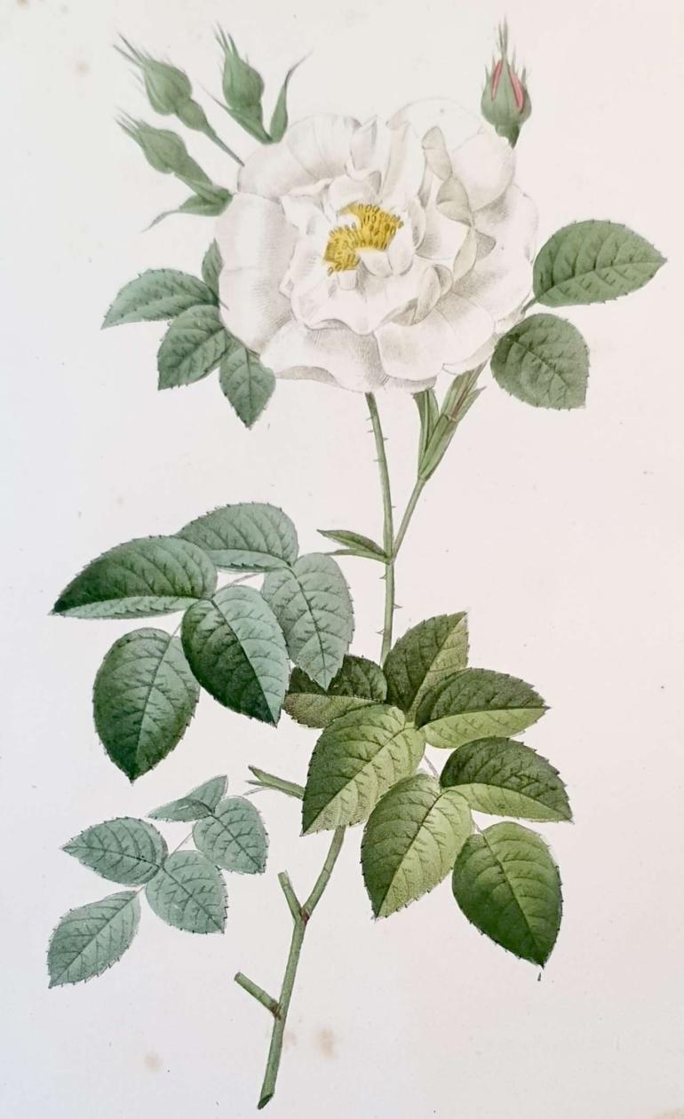 REDOUTE Pierre Joseph