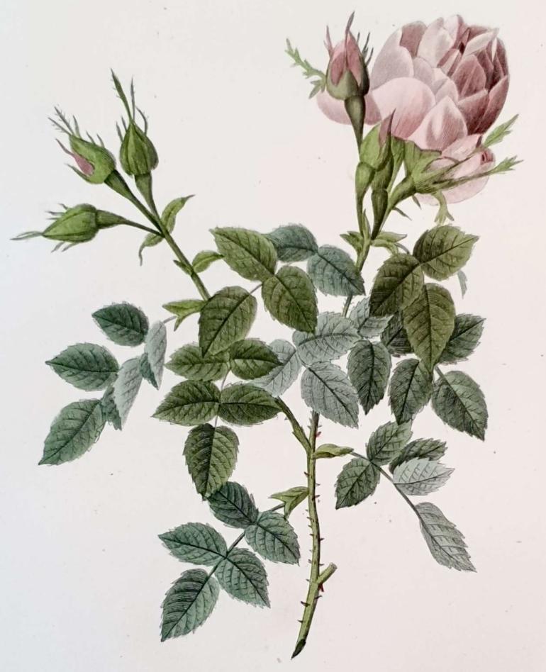 REDOUTE Pierre Joseph