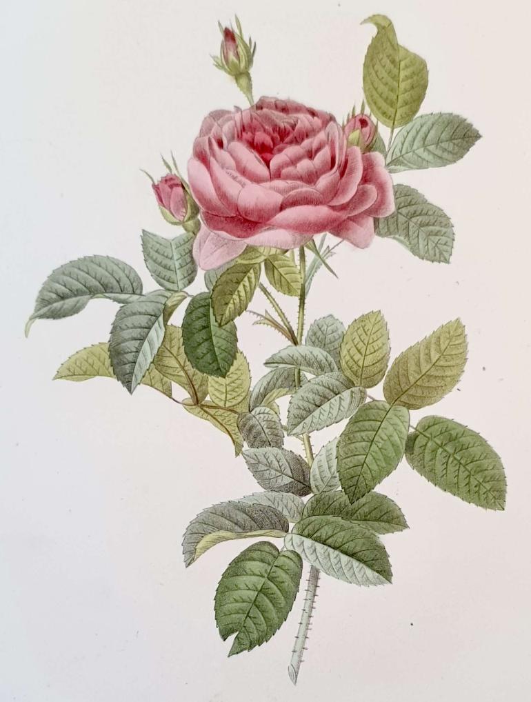 REDOUTE Pierre Joseph