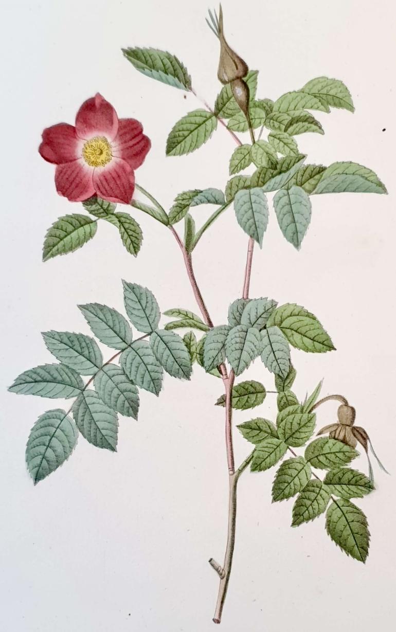 REDOUTE Pierre Joseph