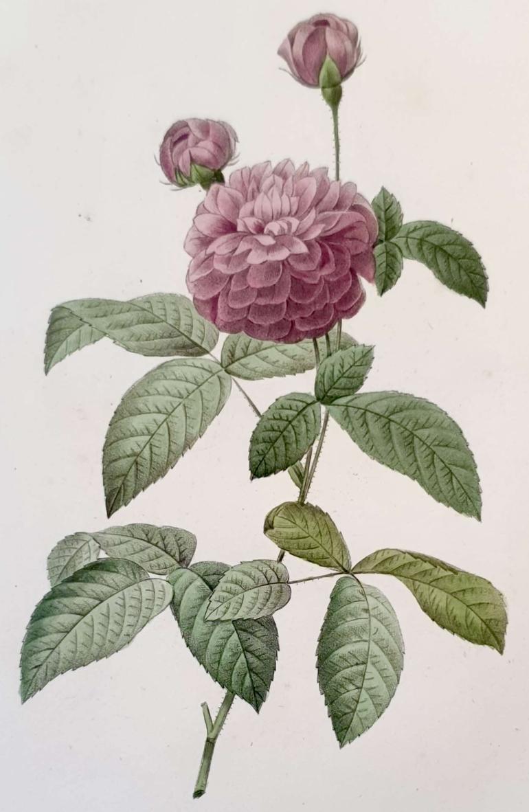 REDOUTE Pierre Joseph