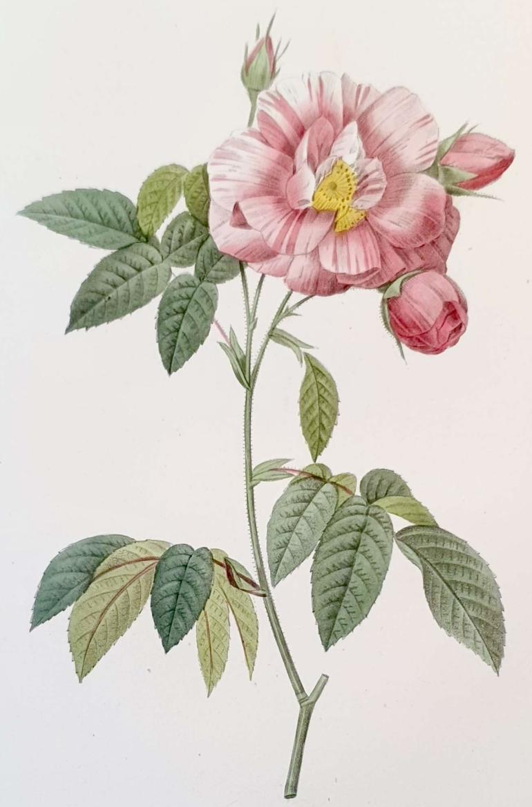 REDOUTE Pierre Joseph