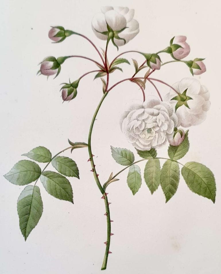 REDOUTE Pierre Joseph