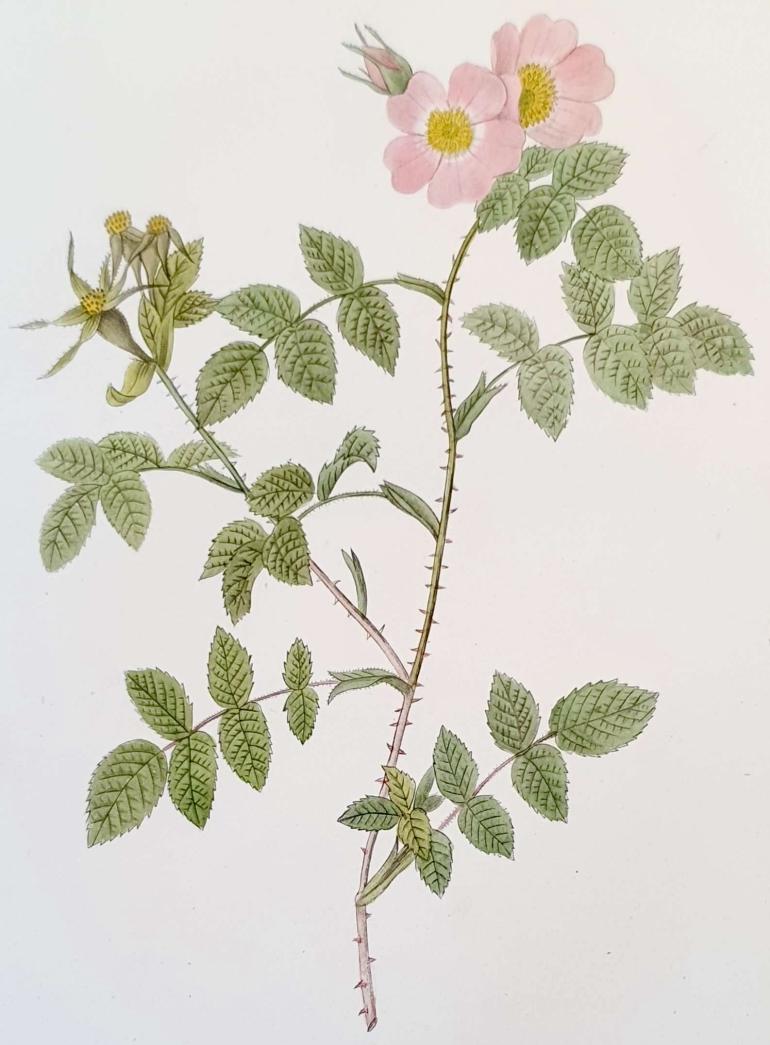 REDOUTE Pierre Joseph