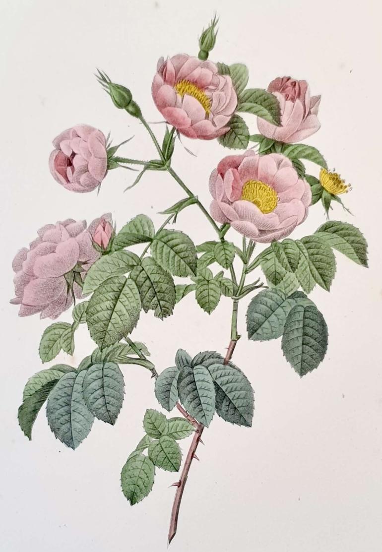 REDOUTE Pierre Joseph