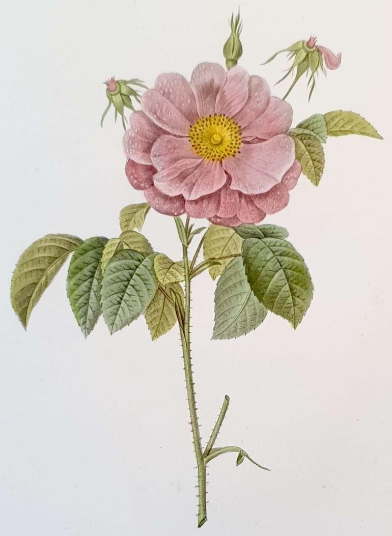 REDOUTE Pierre Joseph