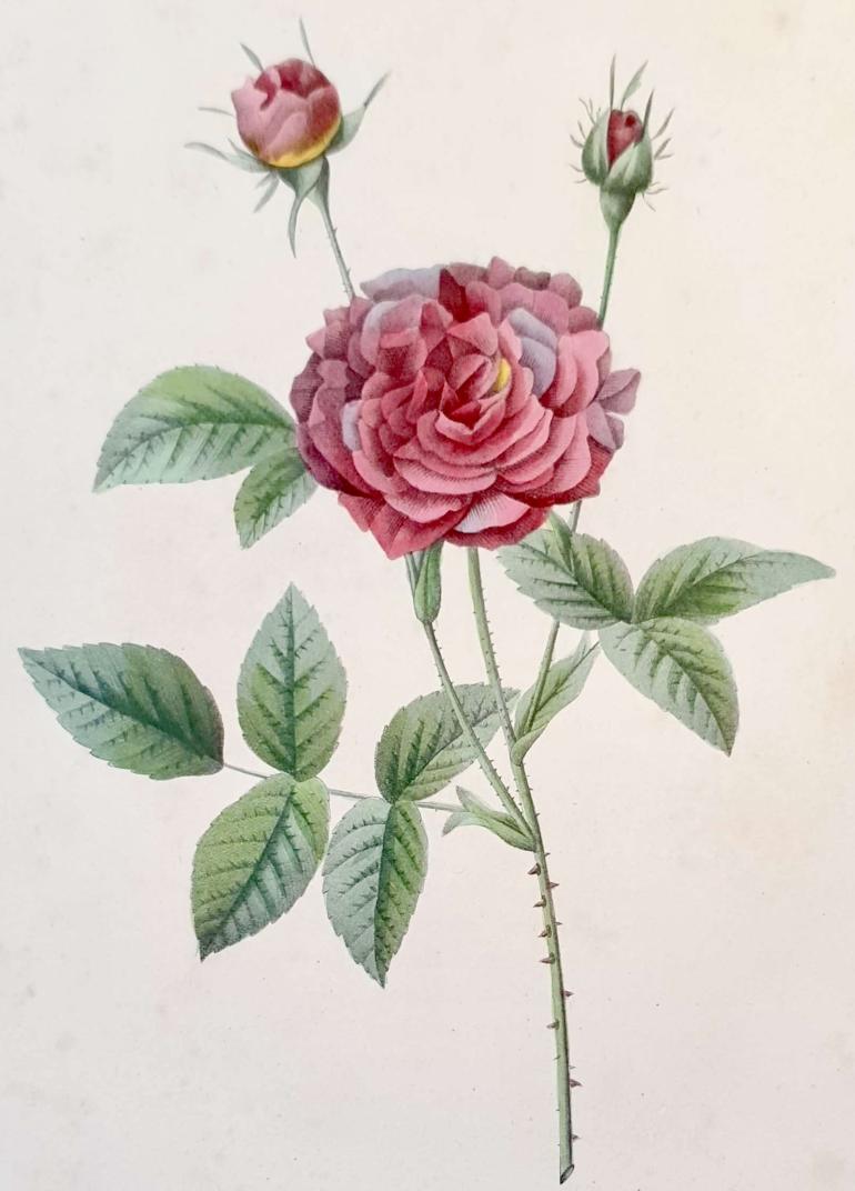 REDOUTE Pierre Joseph